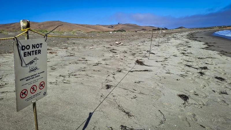 Western Snowy Plover beach nest habitat