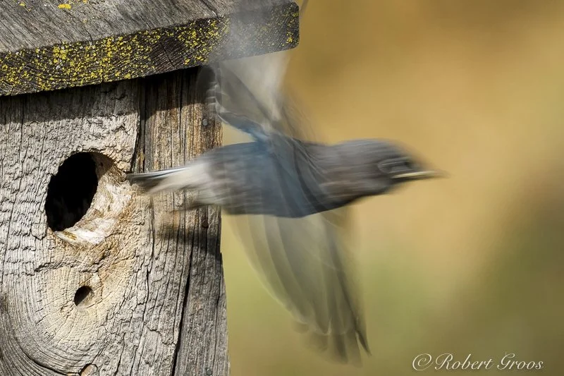 bluebird fledgling leaving nest photo