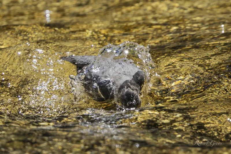 American Dipper plunges body into fast moving stream