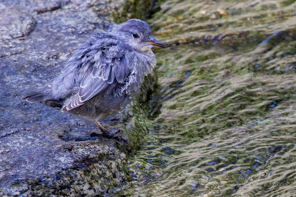American Dipper rests on granite bank of stream