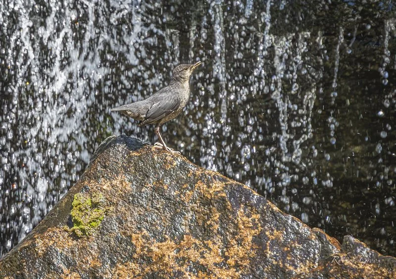 American Dipper stands on boulder showered by waterfall
