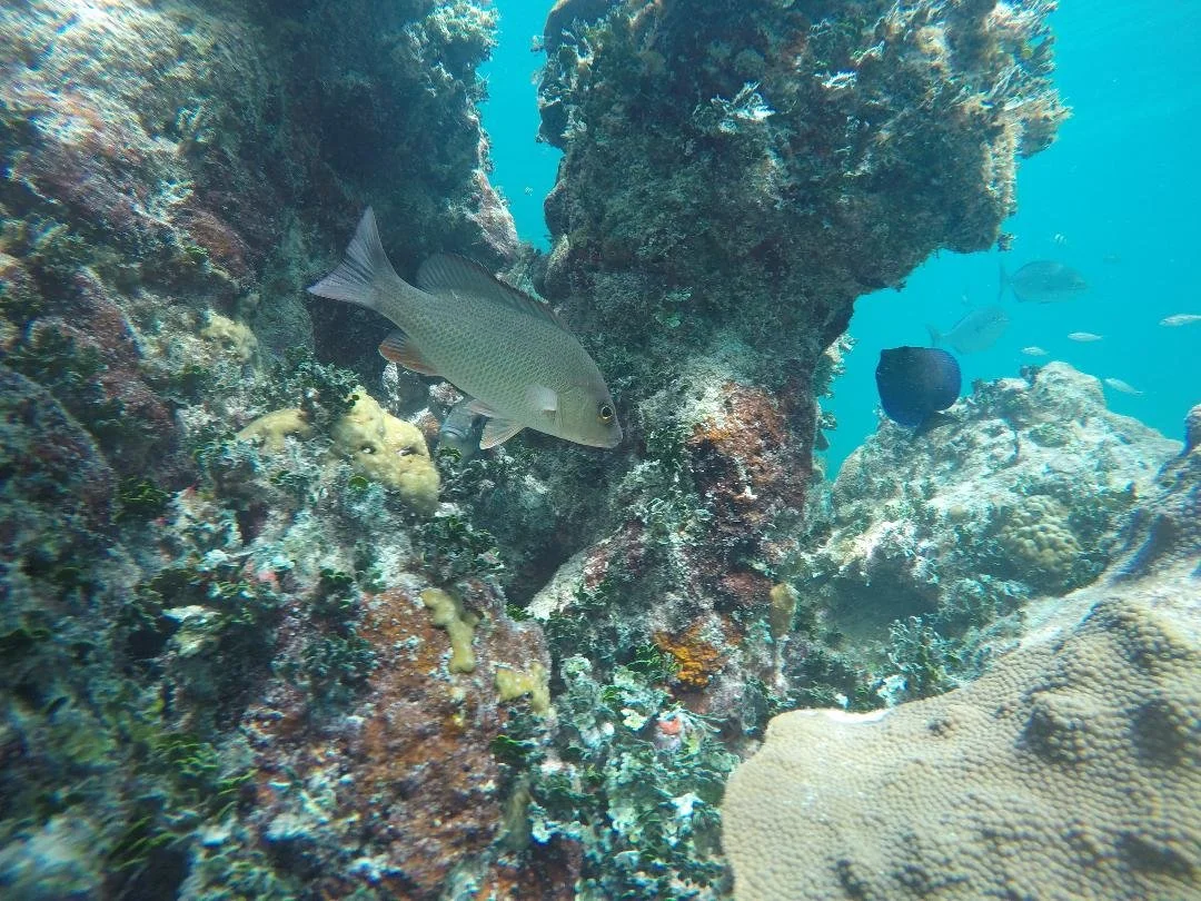 Islamorada Snorkeling Private Tours — Islamorada Coastal Adventures