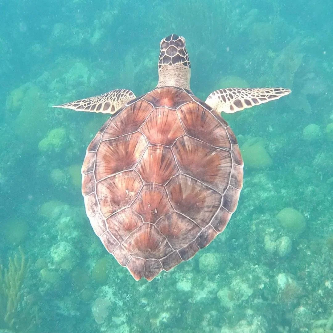 Islamorada Snorkeling Private Tours — Islamorada Coastal Adventures
