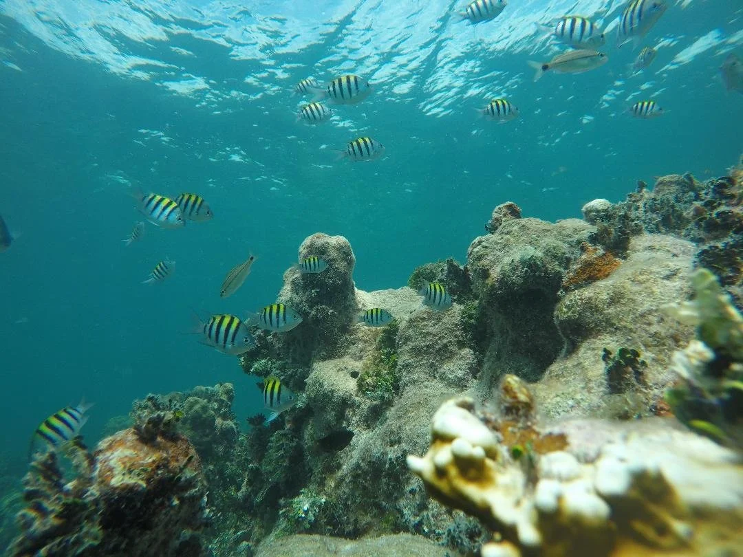 Islamorada Snorkeling Private Tours — Islamorada Coastal Adventures