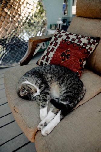cat pillow-pexels-wendy-wei-2959584sm.jpg
