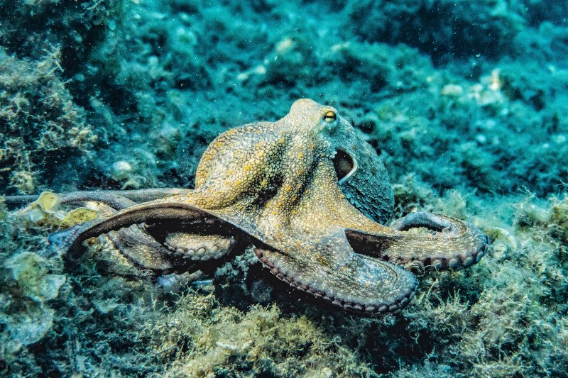 octopus.jpg
