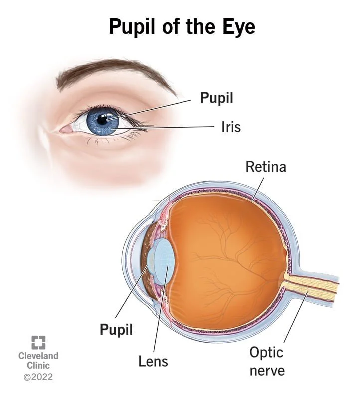 Eye Notes The eye β Colour Literacy Project