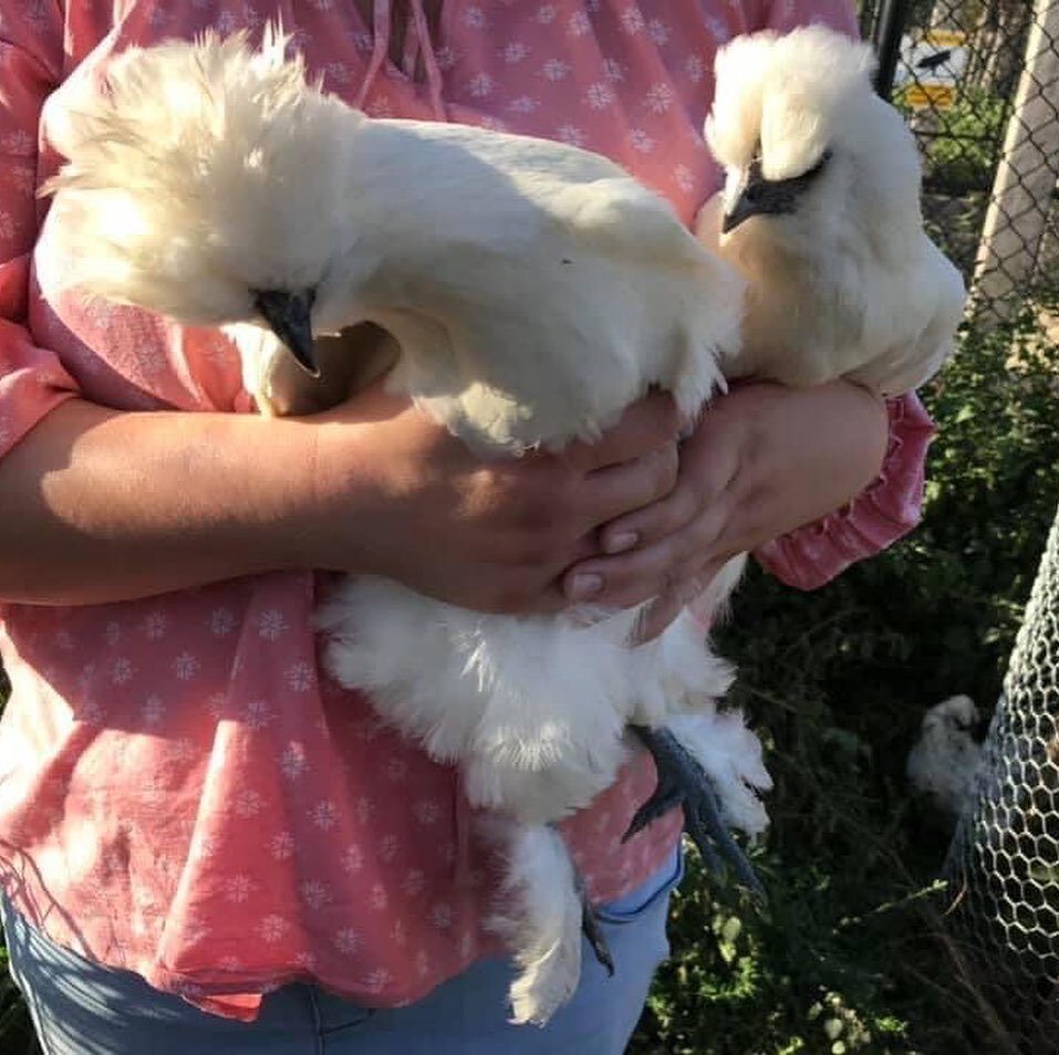 🐔Let&rsquo;s hear it for the girls!!!🐔

Our newest residents arrived on Friday night, just in time for our first members gathering! And we found our first egg on Saturday morning! 🥚#alreadypayingforthemselves 

They will be staying in the aptly na