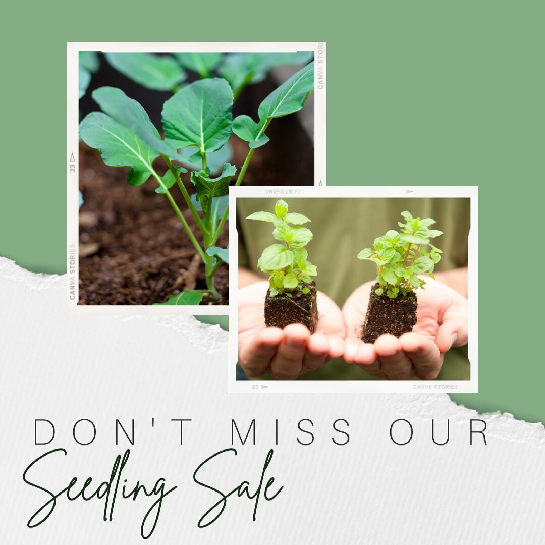 🥦 We have another seedling sale coming up on Saturday the 8th of May! The sale will run from 9.30 until 11am. 🥬

There will be broccoli, kale and assorted herbs! It&rsquo;s not too late to get your winter crops in!

All proceeds from our seedling s