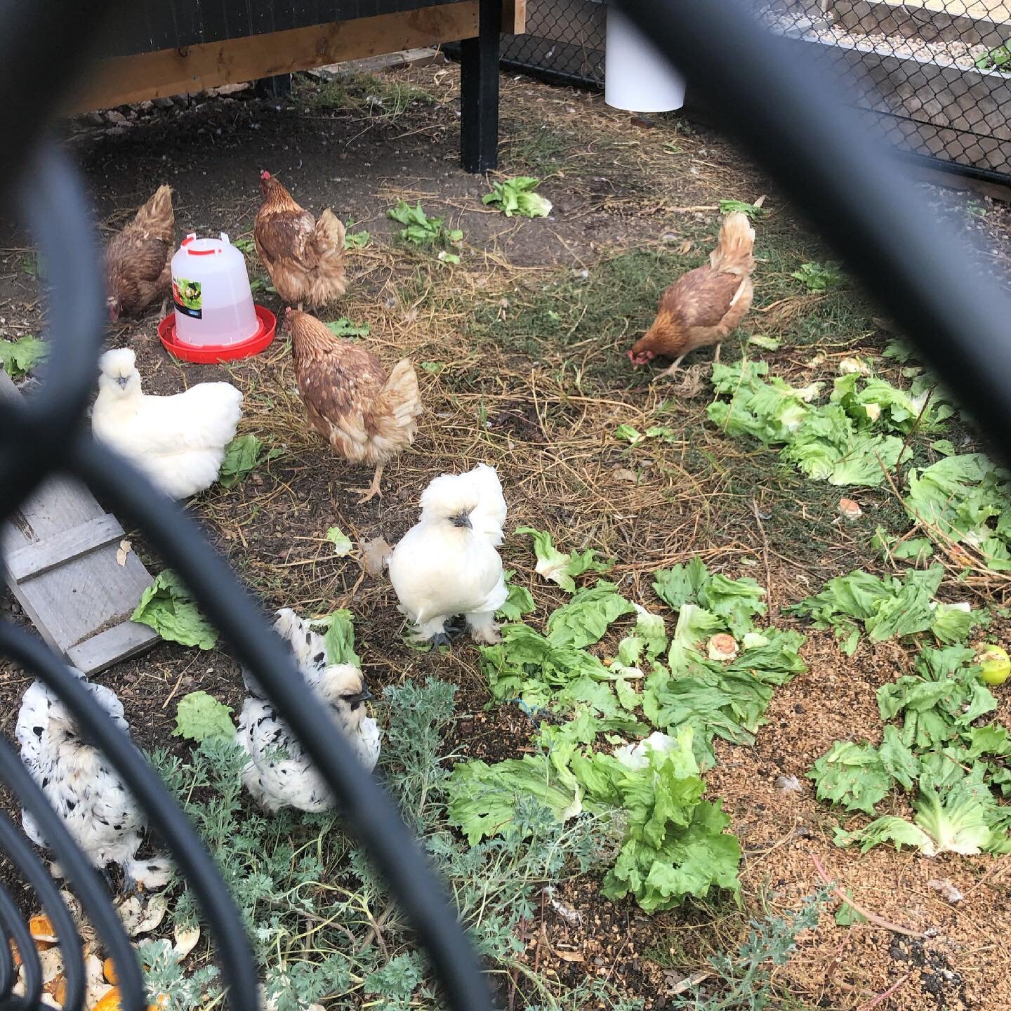 🐥Life is good if you are a chicken living at Seed!!🐥

Our girls have one of the best locations in town! Views of Lake Guthridge and close to the swimming pool and tennis courts. Not to mention lots of garden/veggie scraps to feast on!

Have you bee