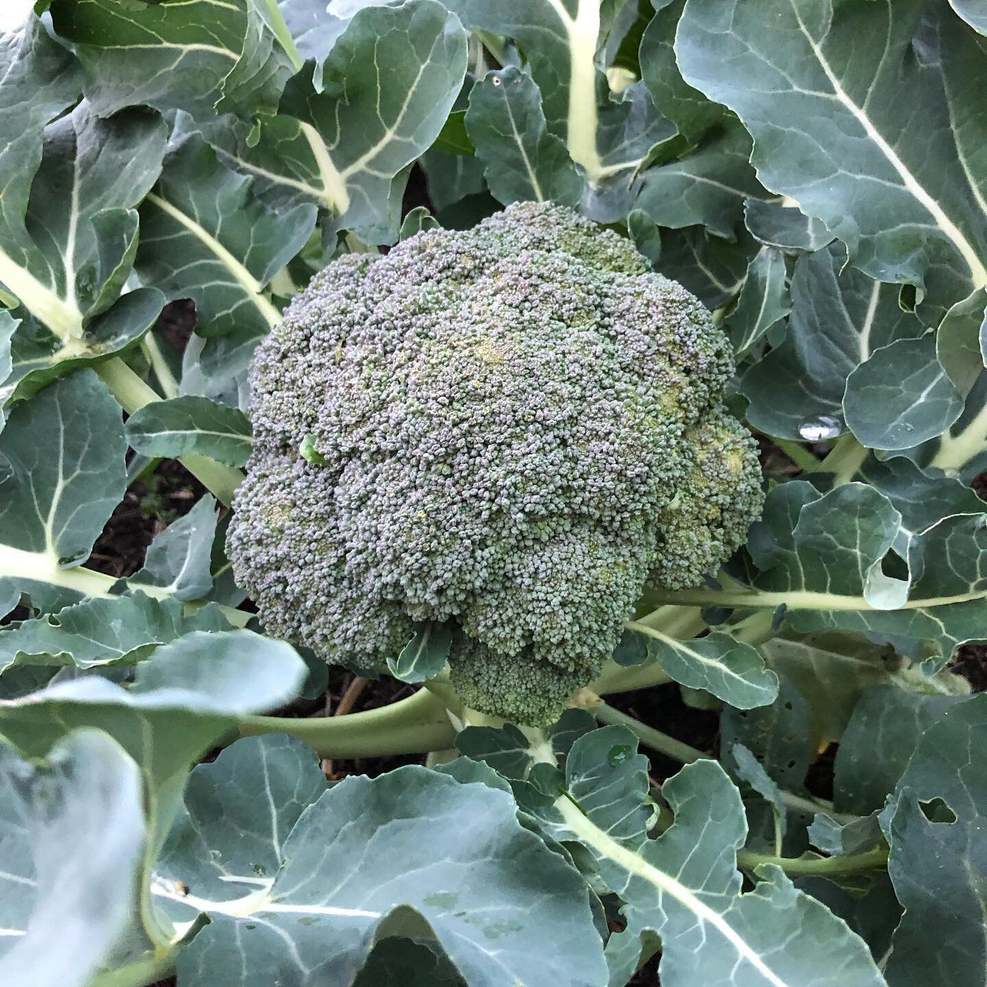 🥦Big Broccoli🥦
 
This broccoli was grown from a seedling purchased from a seedling sale at Seed! 

It is as organic as it gets! And the kids have loved watching it grow (and finding caterpillars in the leaves!).

👉🏻 Swipe across to see a big broc