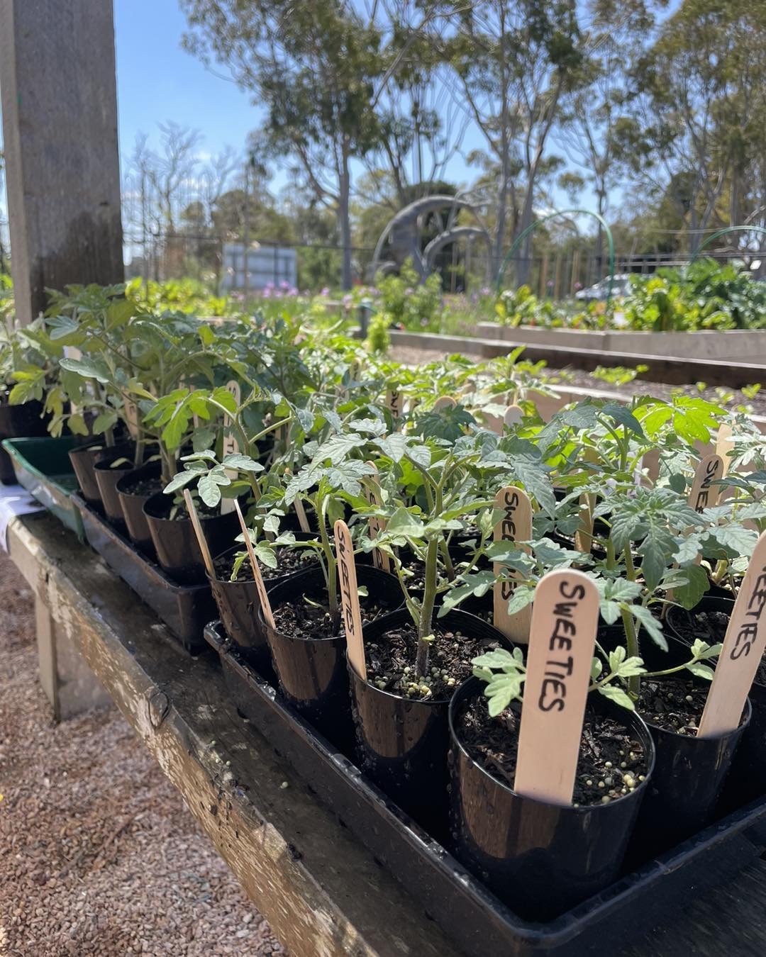 🍅 It&rsquo;s the perfect time to plant your tomatoes and we&rsquo;ve still got some seedlings left at Seed. 🍅

$3 each- payable with cash or by scanning the QR code and paying electronically! 

#wellingtonshire #communitygardensrock #communitygarde