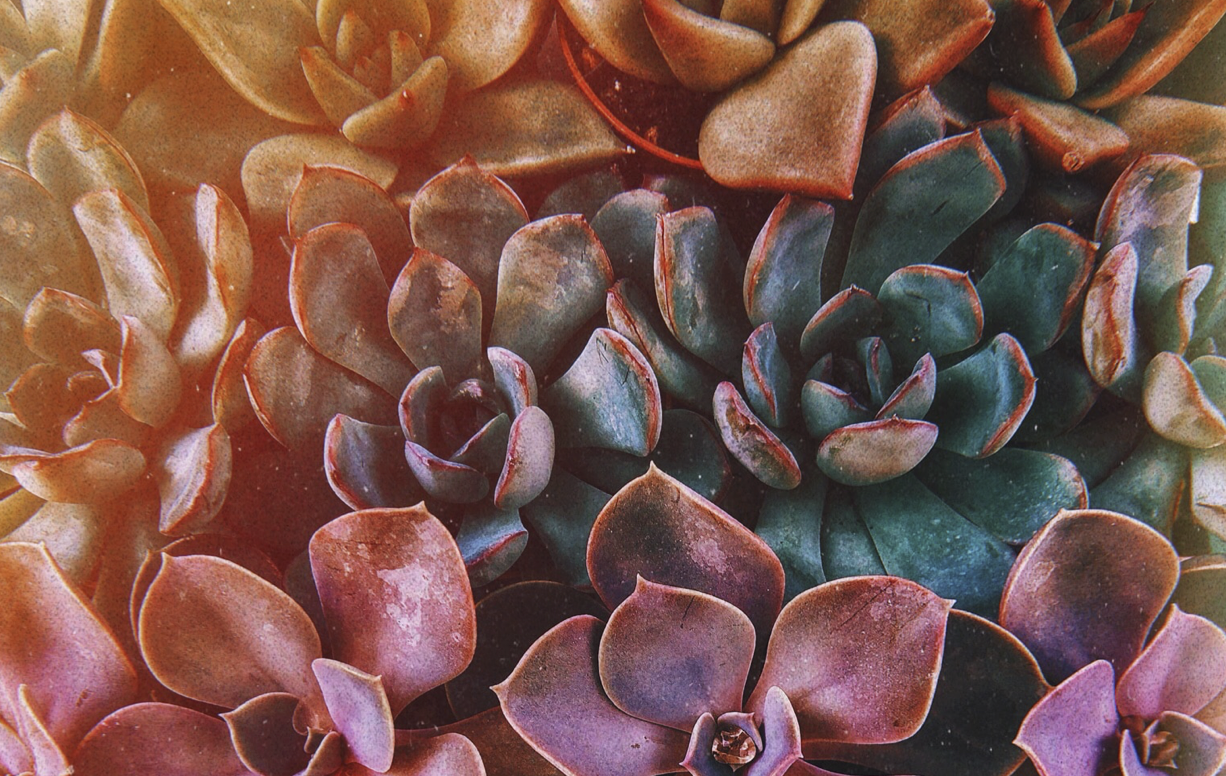 succulents Photo by Yousef Espanioly on Unsplash.png