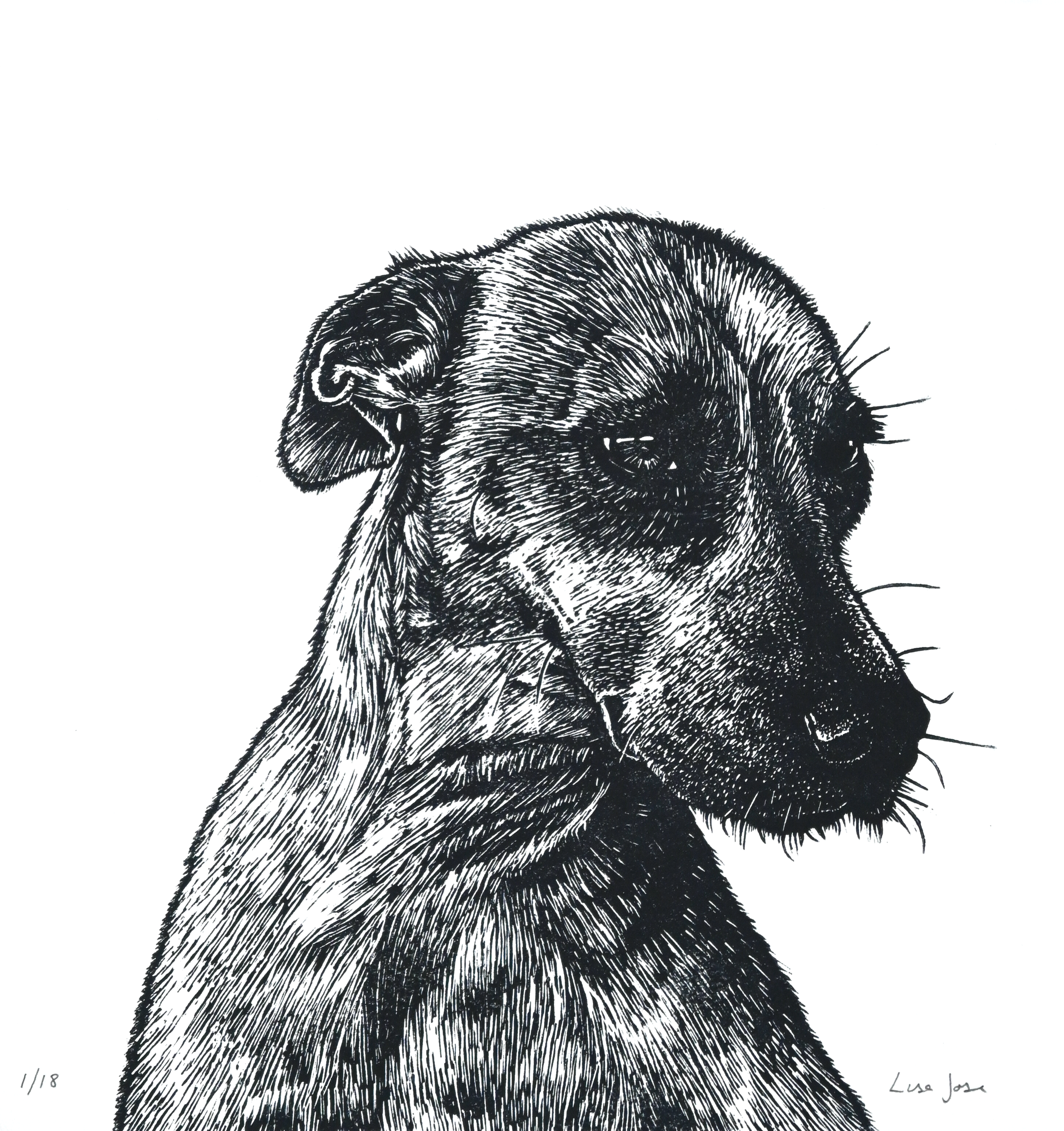 LINO PET PORTRAITS with Lisa Jose