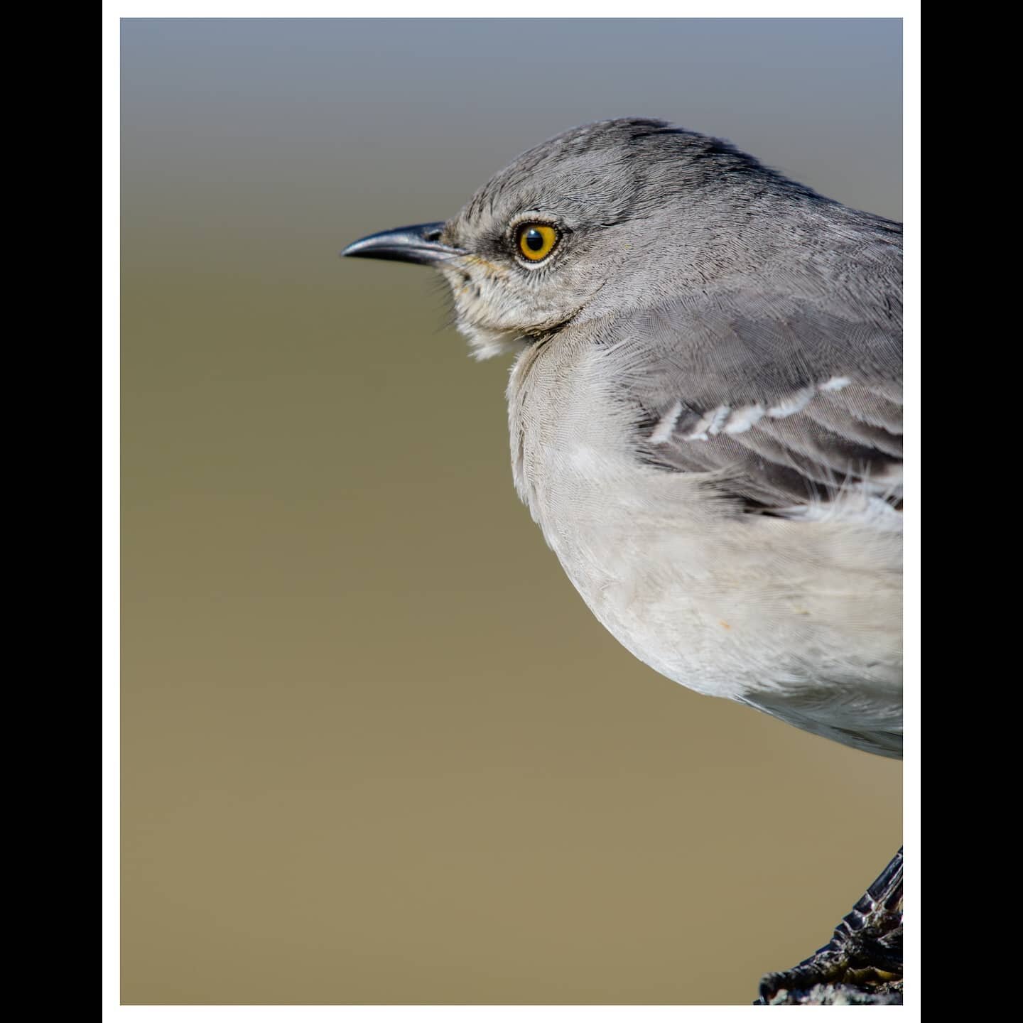 Mockingbird scanning the prairie