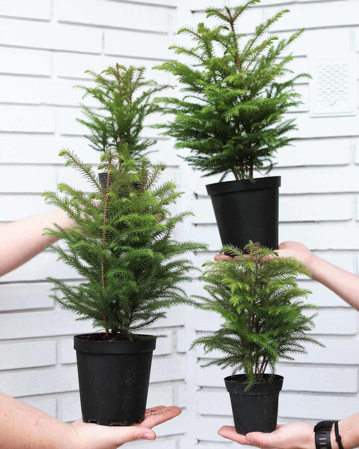 Oglewood Avenue Plant Shop