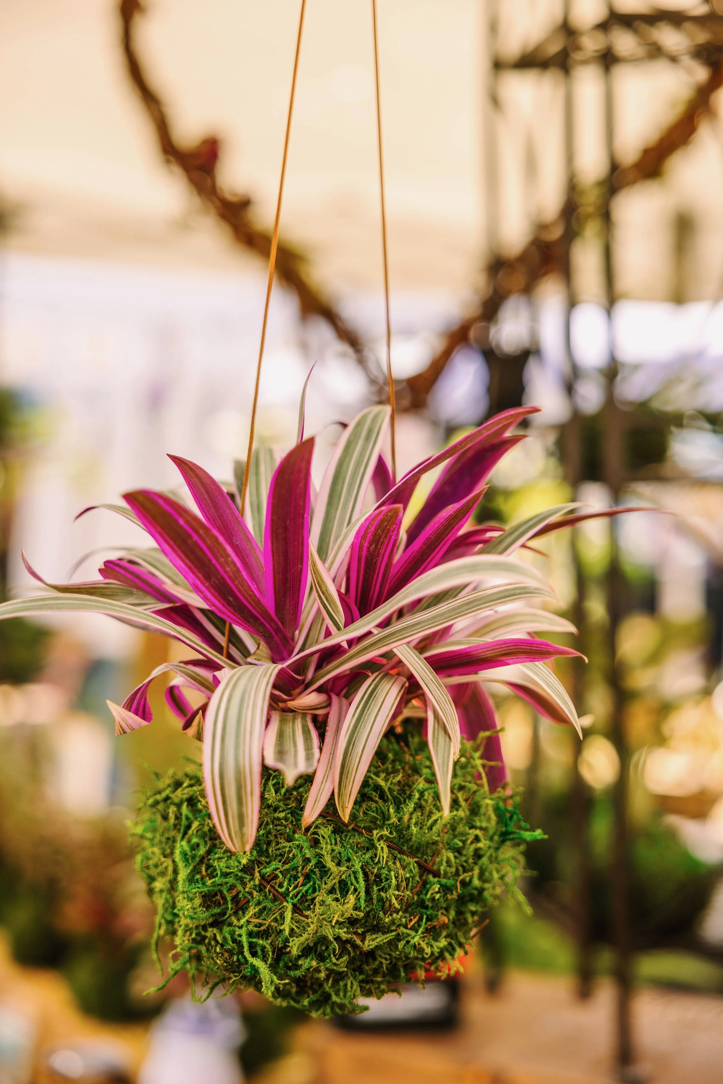 Sacred Harvest Company 