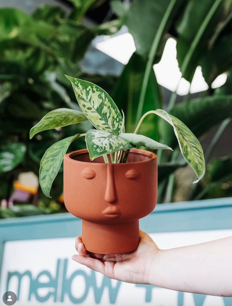Mellow+Ivy