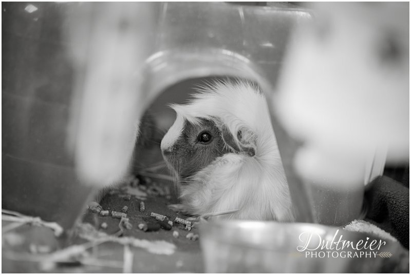  Flash, a male Abyssinian Guinea Pig mix, hangs out in his plastic igloo. 