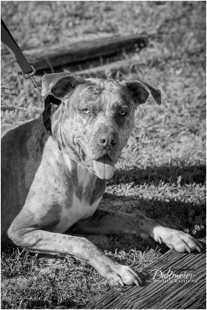  Duke sits in the yard, checking out the photographer, a stranger in his space. 