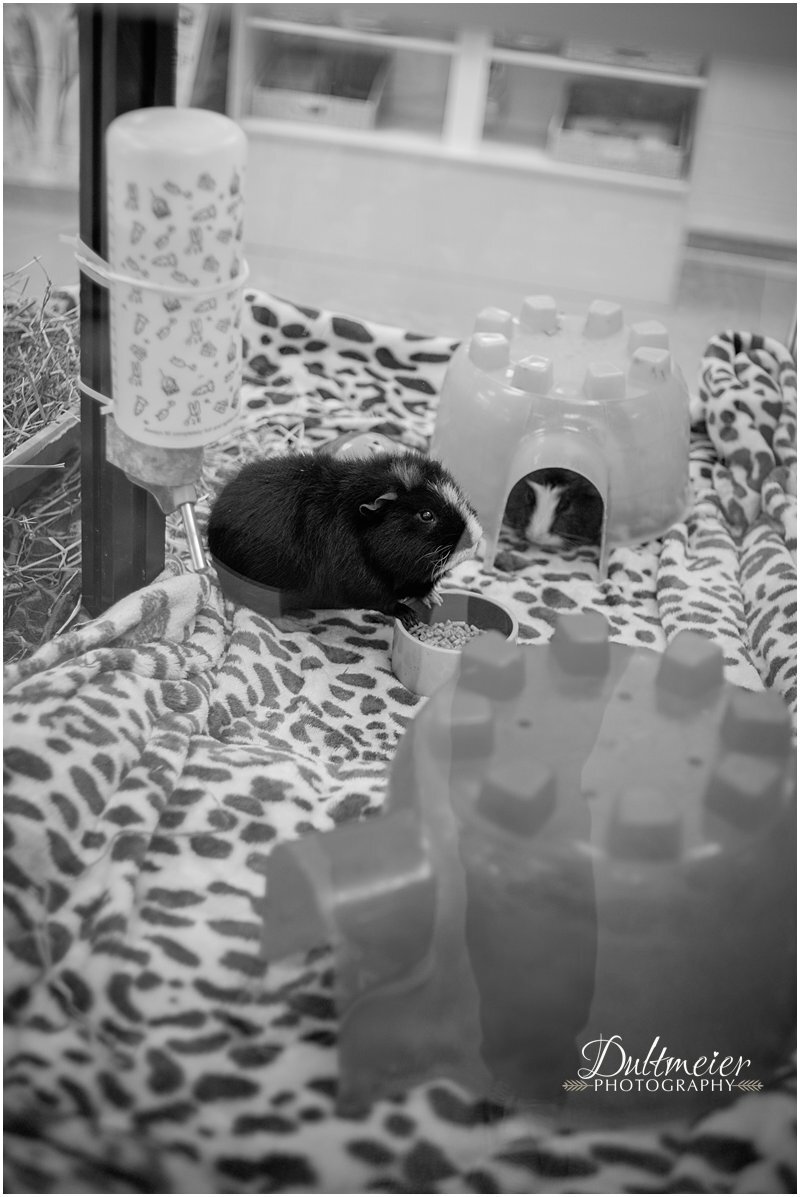  Guinea pigs await fostering. As with all foster pets, the shelter provides food, bedding and medical care during the fostering time period. 