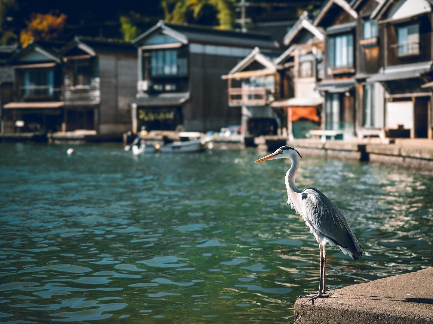 Funaya of Ine
&bull;
Ine-chō Ine-ura is a coastal settlement along the shores of Ine Bay, Yoza District, Kyoto Prefecture, Japan. 
The traditional fishing village has preserved its buildings and made for a fantastic day trip from Amanohashidate. 

Sh