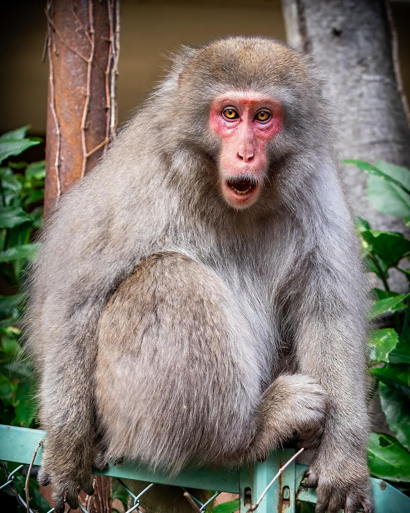 Locals only
&bull;
While exploring the spooky abandoned section of Kinugawa Onsen, @elevensunisa and I were approached by a troop of #Nihonzaru #ニホンザル or #Japanese #macaques as they emerged from one of the derelict buildings. 
They stopped to inspect