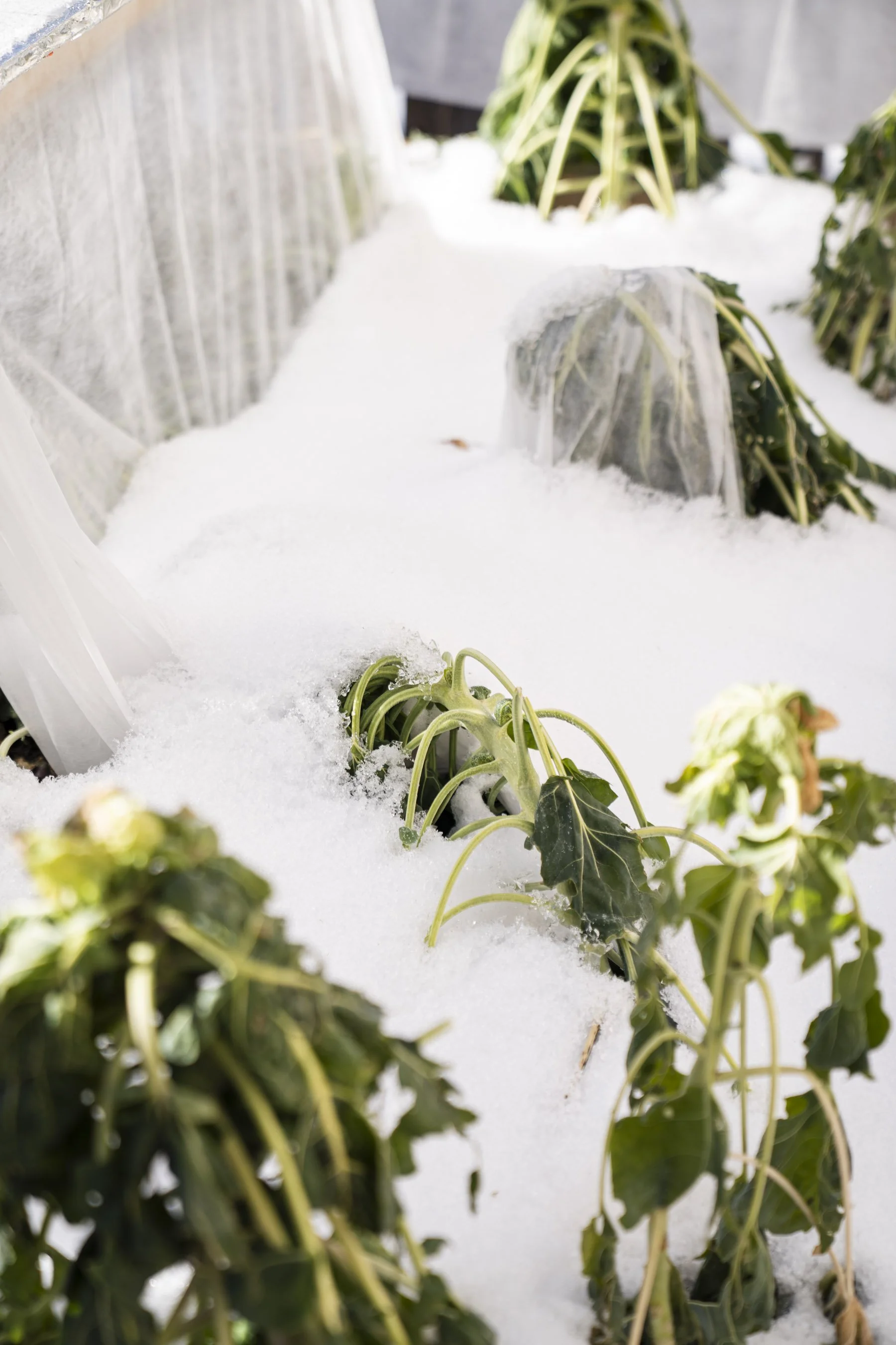 Frostgarten_halmeskobel-1.jpg