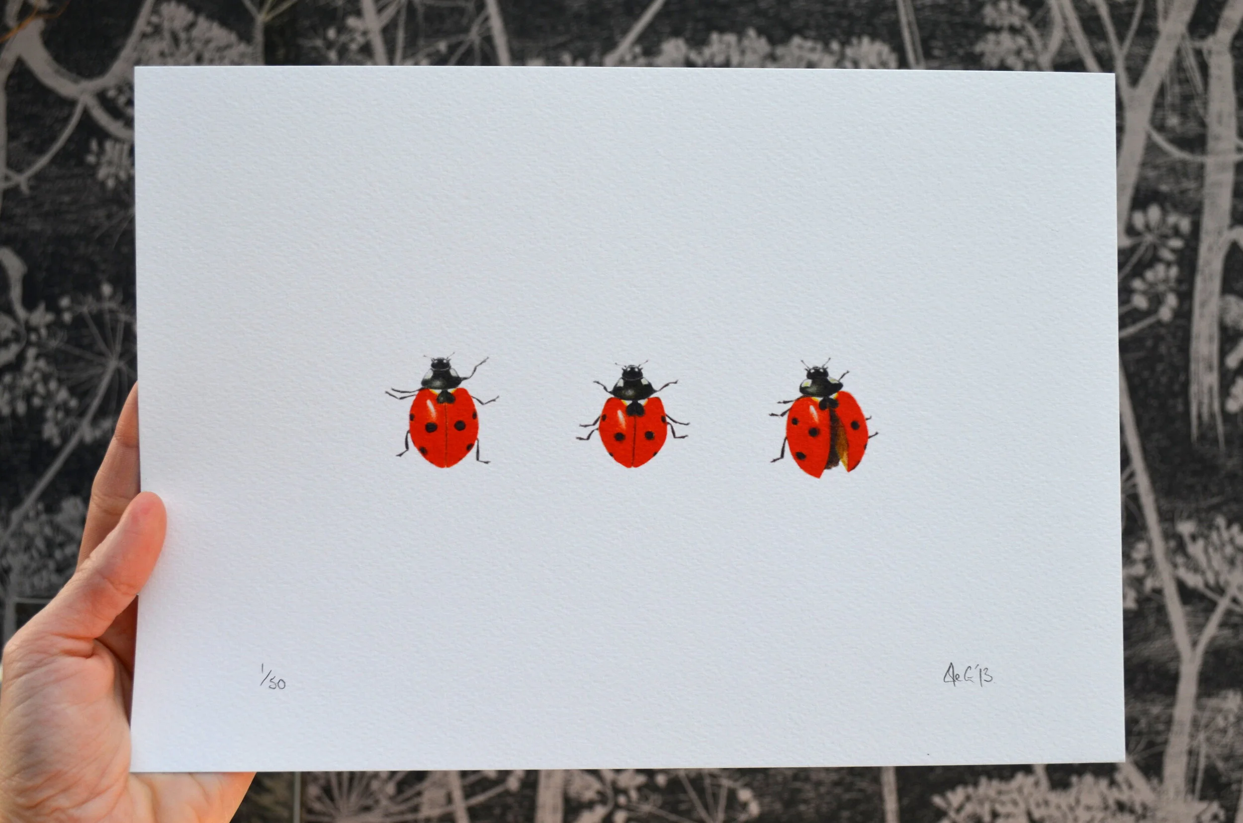 ladybird print.JPG