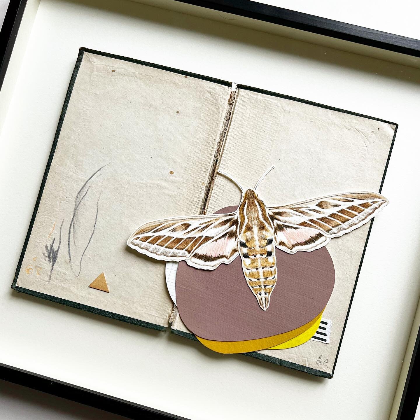 A recent delicate Moth Composition Collage✨. 
Each piece is a labour of love, incorporating an original hand drawn picture, combined with layers of colour, pattern and abstract mark making, to capture a moment of stillness. 
This piece is currently a