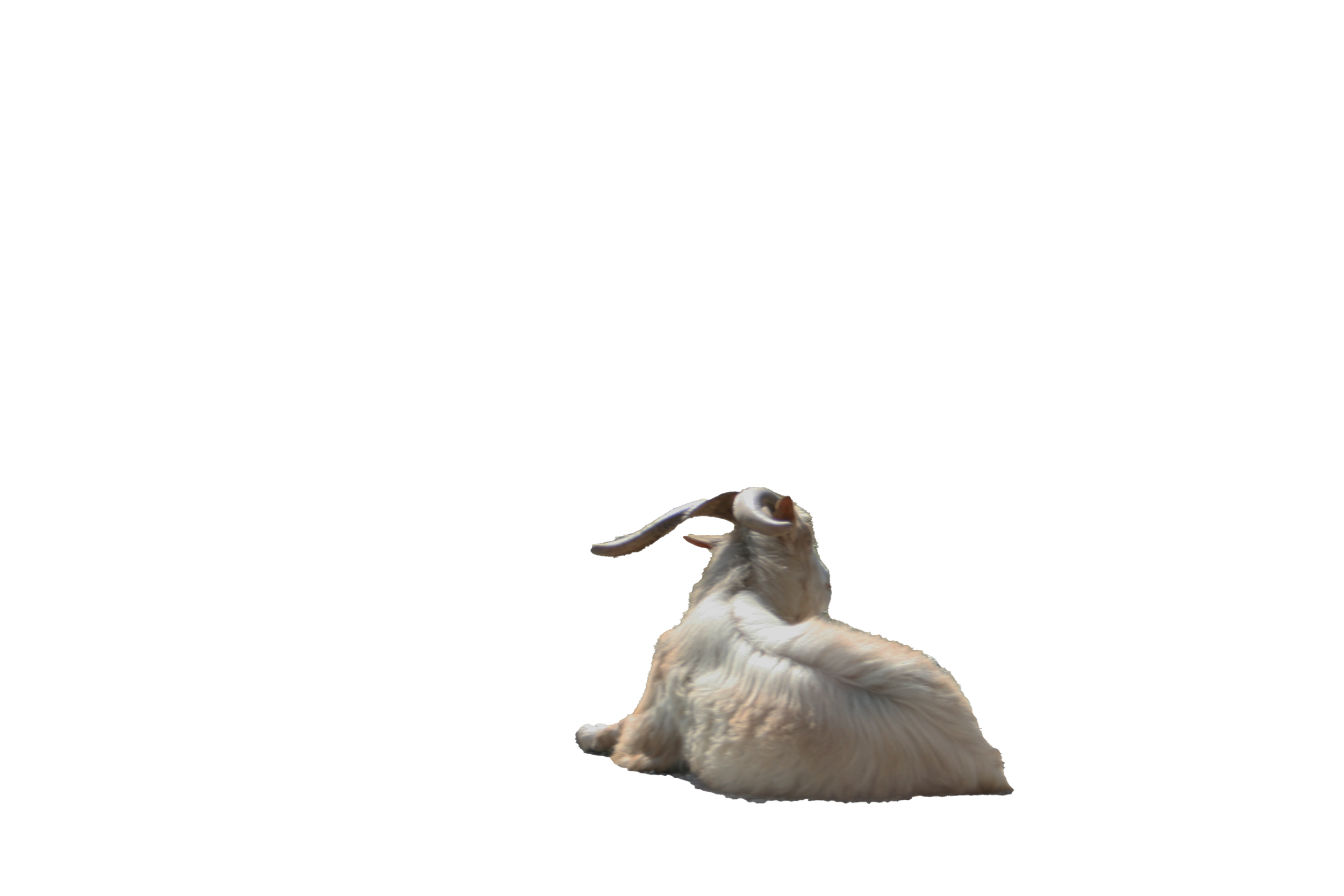 tragos copy.png