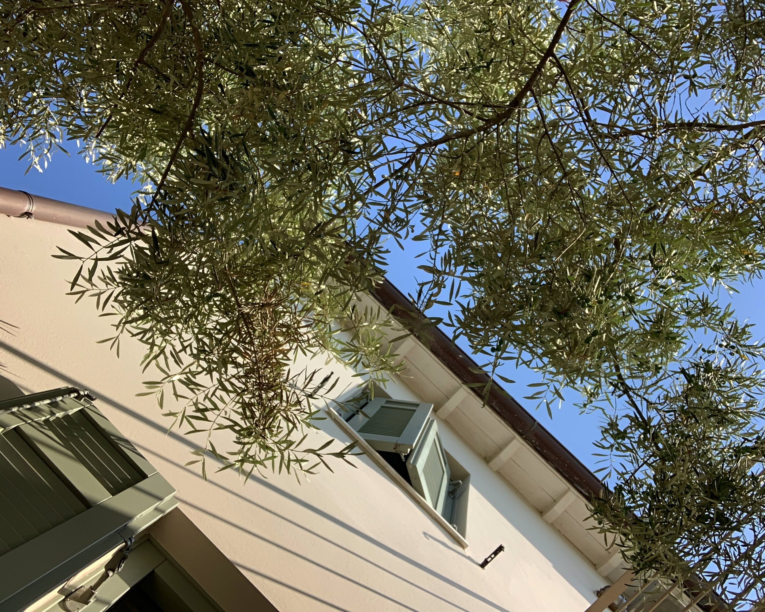 infinite+trees