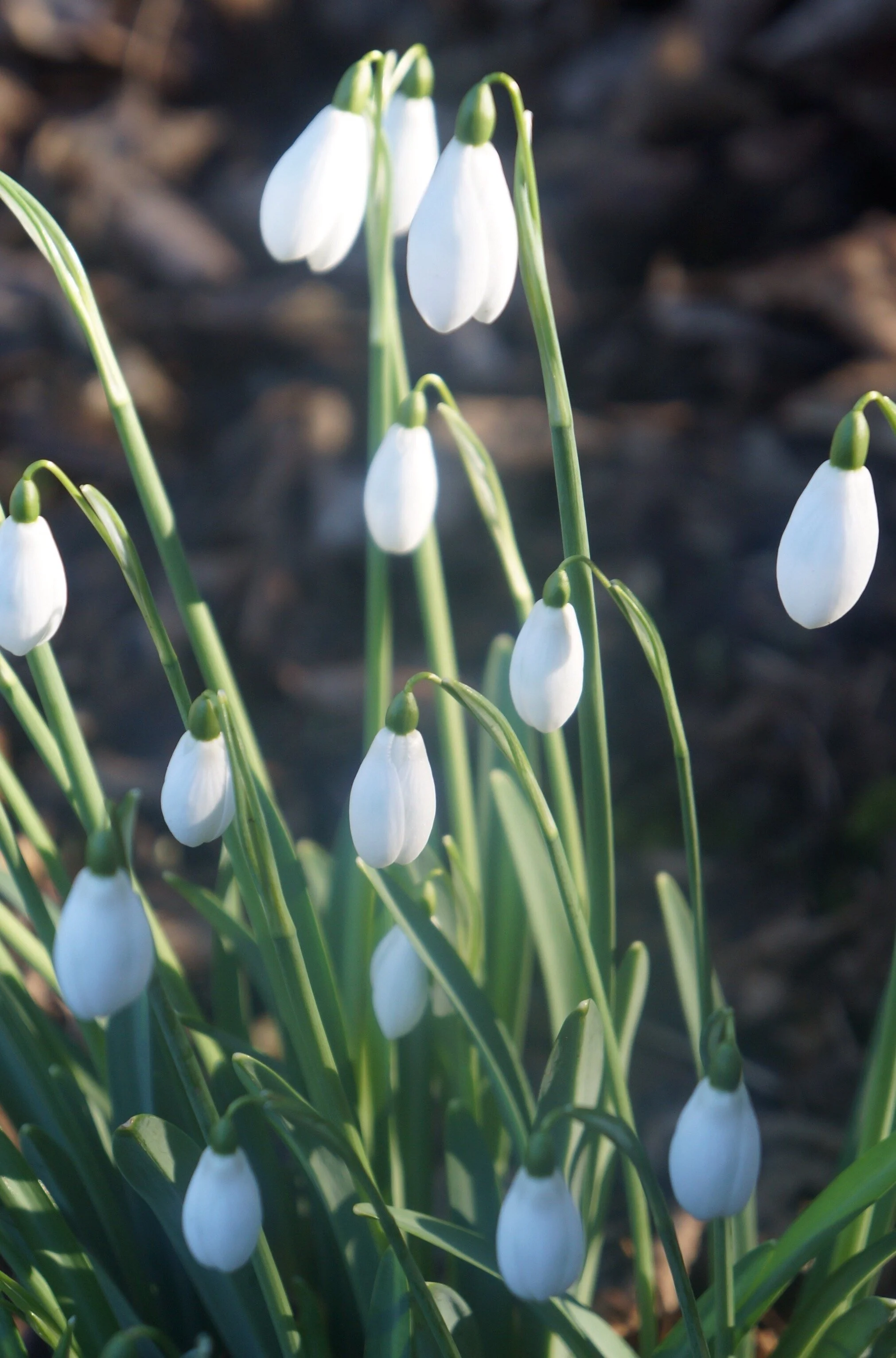 The Notebook — Newsletter #4