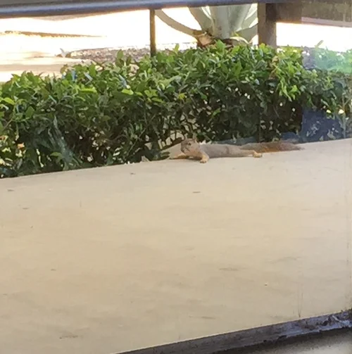 Nuts About Our Squirrel