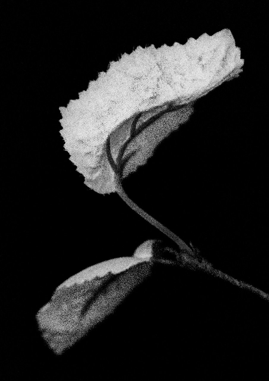 ROMANCE1_5-2_printready_v2 Large.jpeg