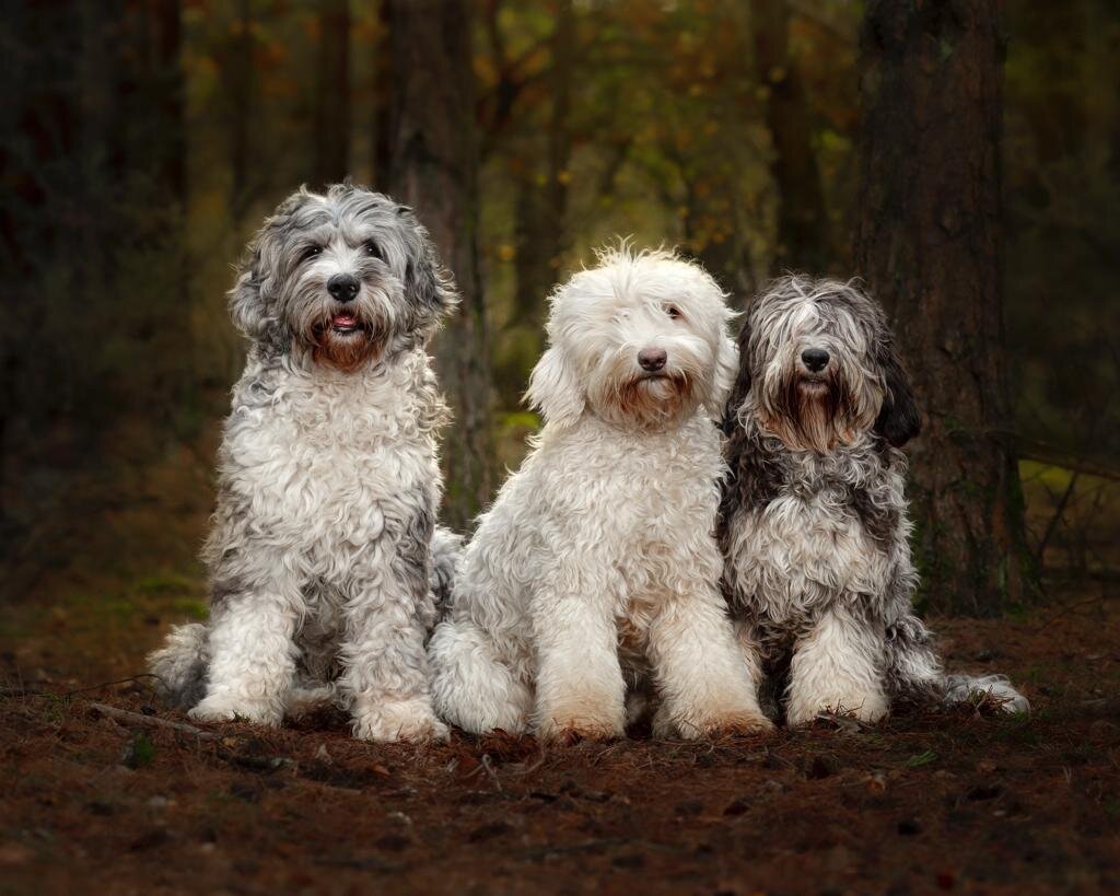 CreamofBritish Australian Labradoodles