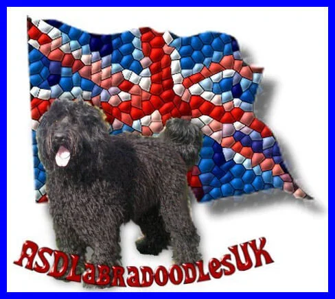 asd companion labradoodles