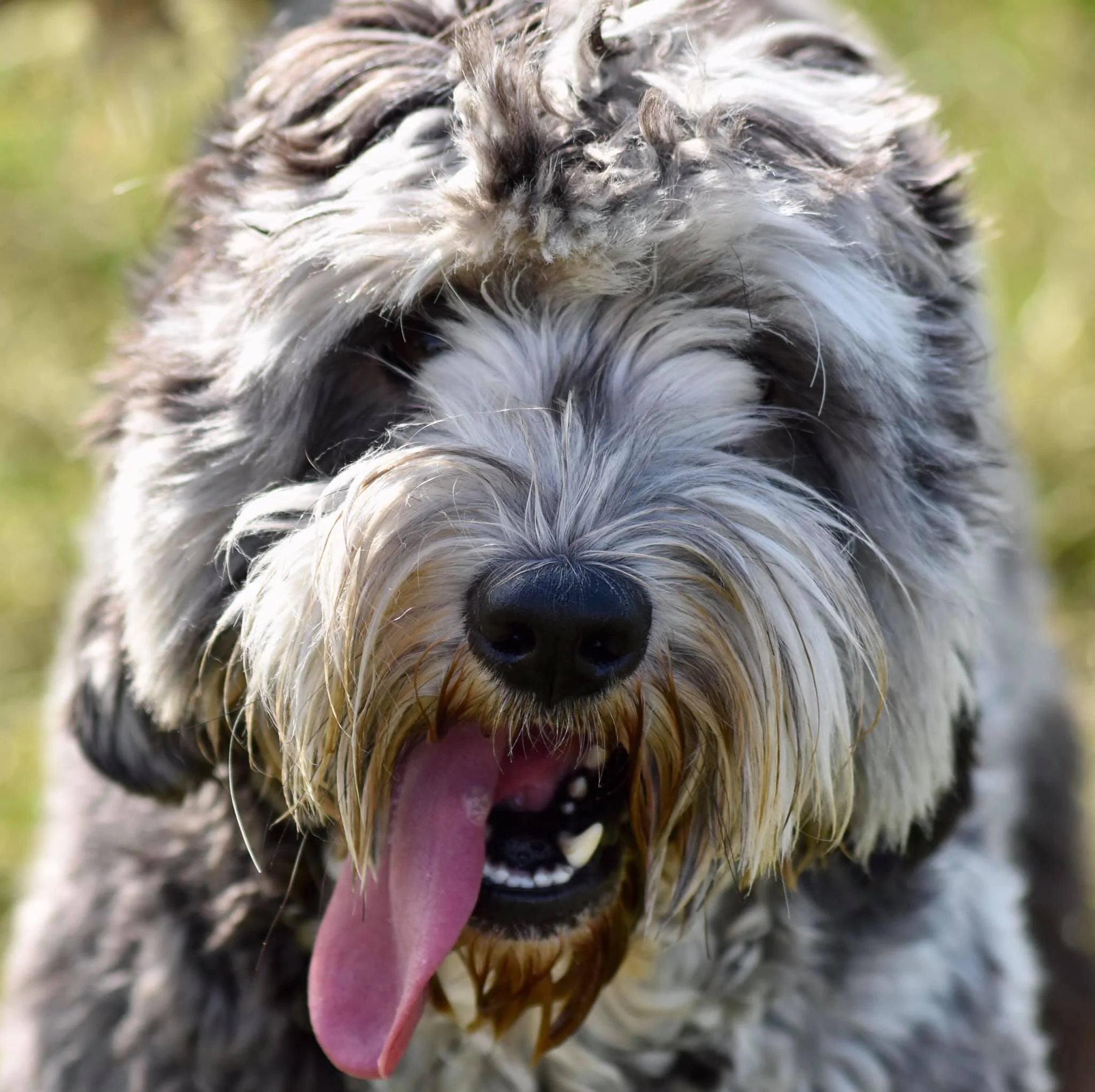 Dog from little mermaid breed hot sale