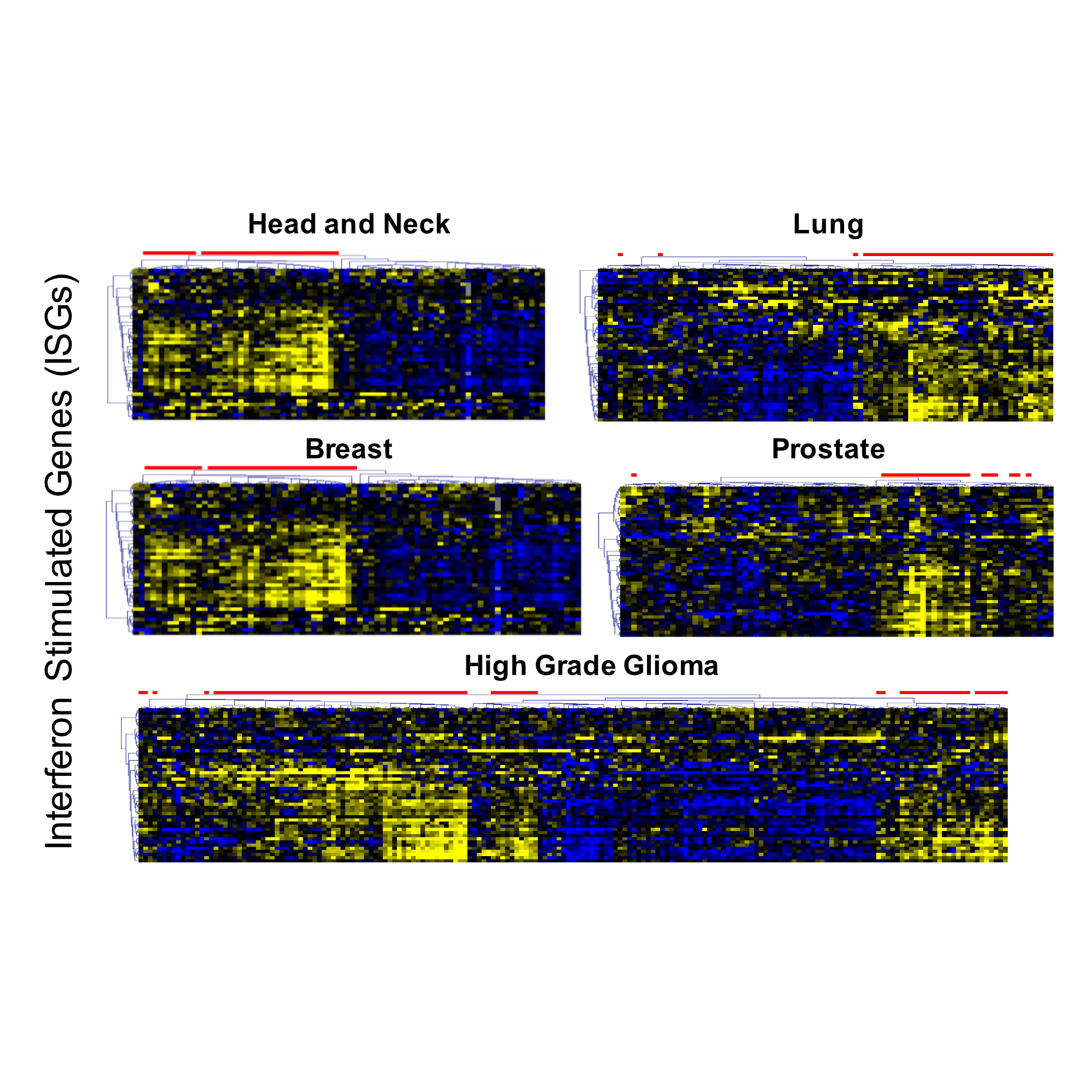 Interferon Signaling and Cancer — Andy Minn Lab at UPenn