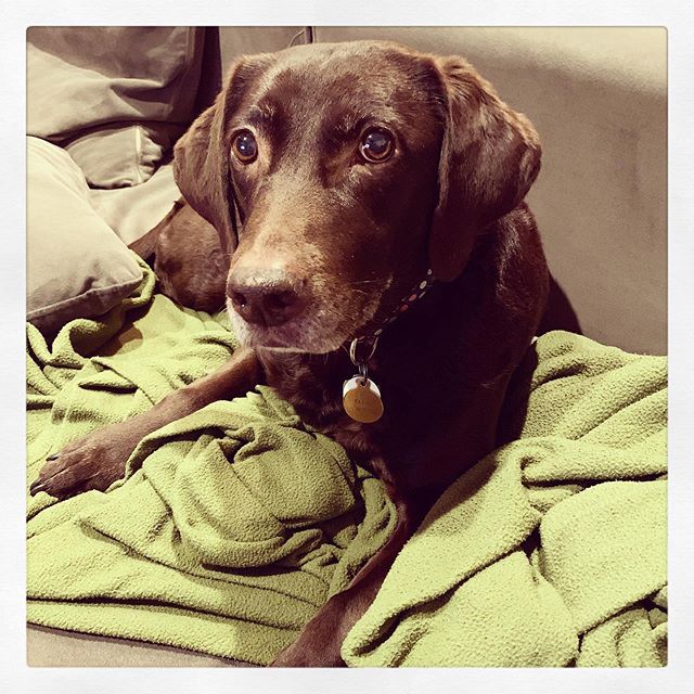 It's been eight years today since we brought home @ellie_thepup which is hard to believe and amazing. She'd follow us anywhere (as long as we had salmon treats in our pockets). Check out her Instagram if you're craving more photos. 😘