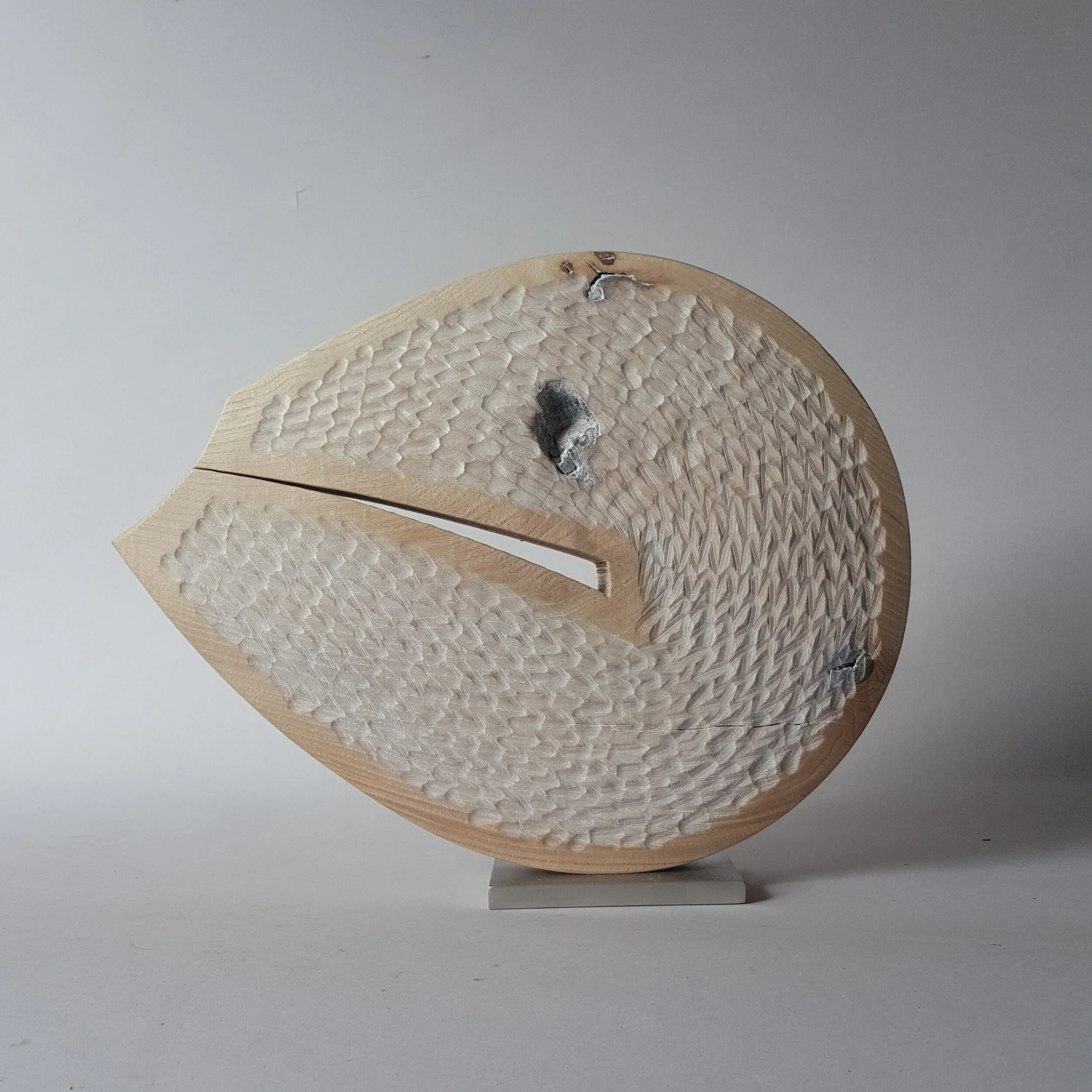 Nautile, 36 x 29 x 10 cm