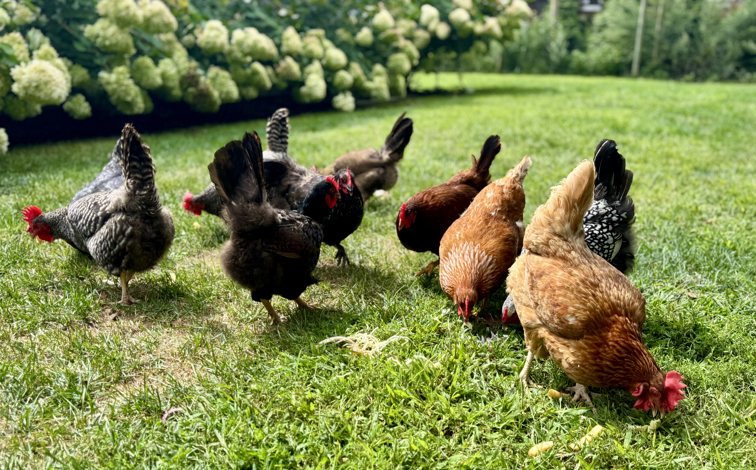 Screenshot 2026-02-09 at 7.42.32 PM.png