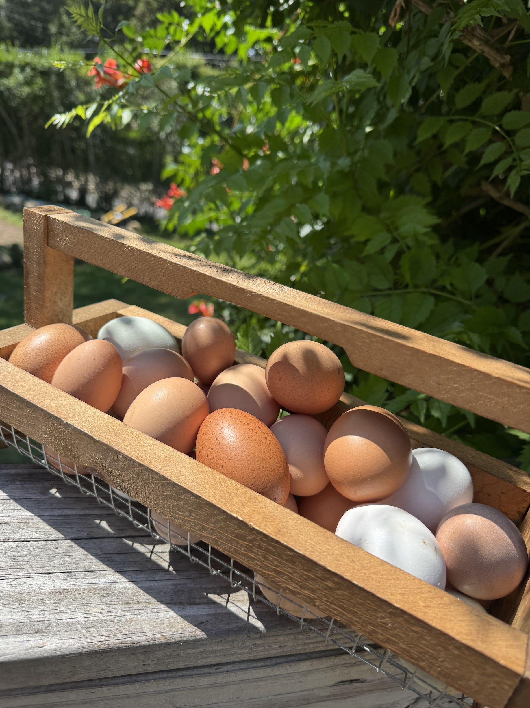 One Dozen Free Range Eggs