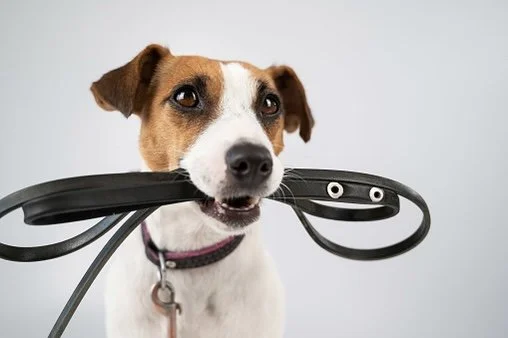 #184 - Walk The Dog Every Day: Health Tips for Weight Loss