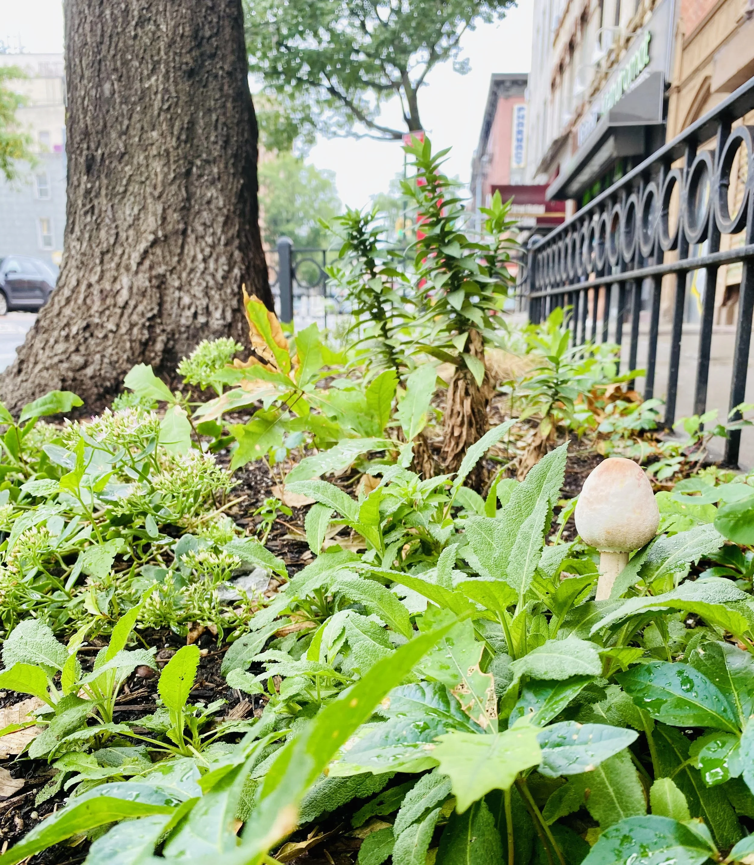 Adopt-A-Tree Summer 2023