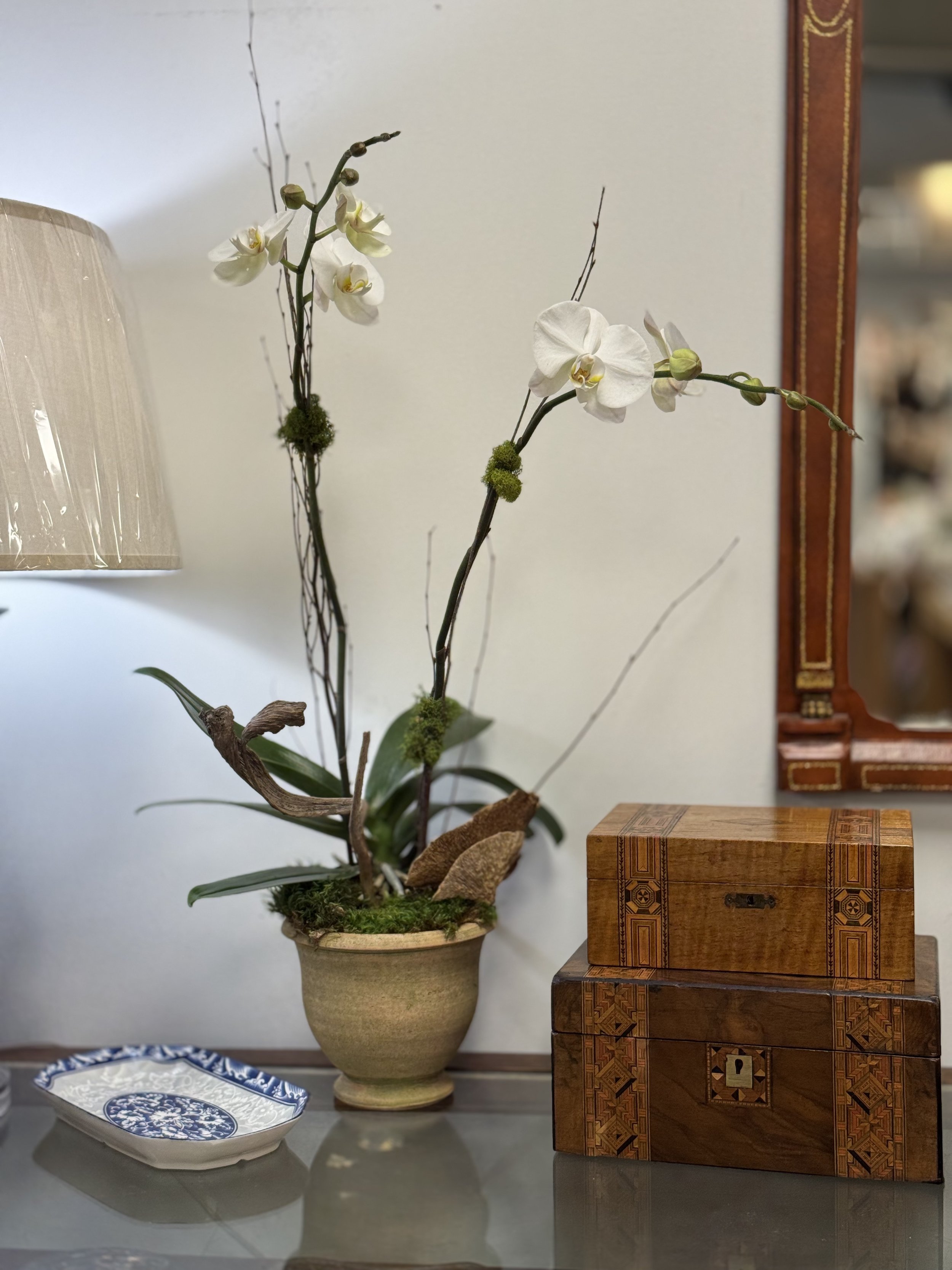 Potted Double Orchid