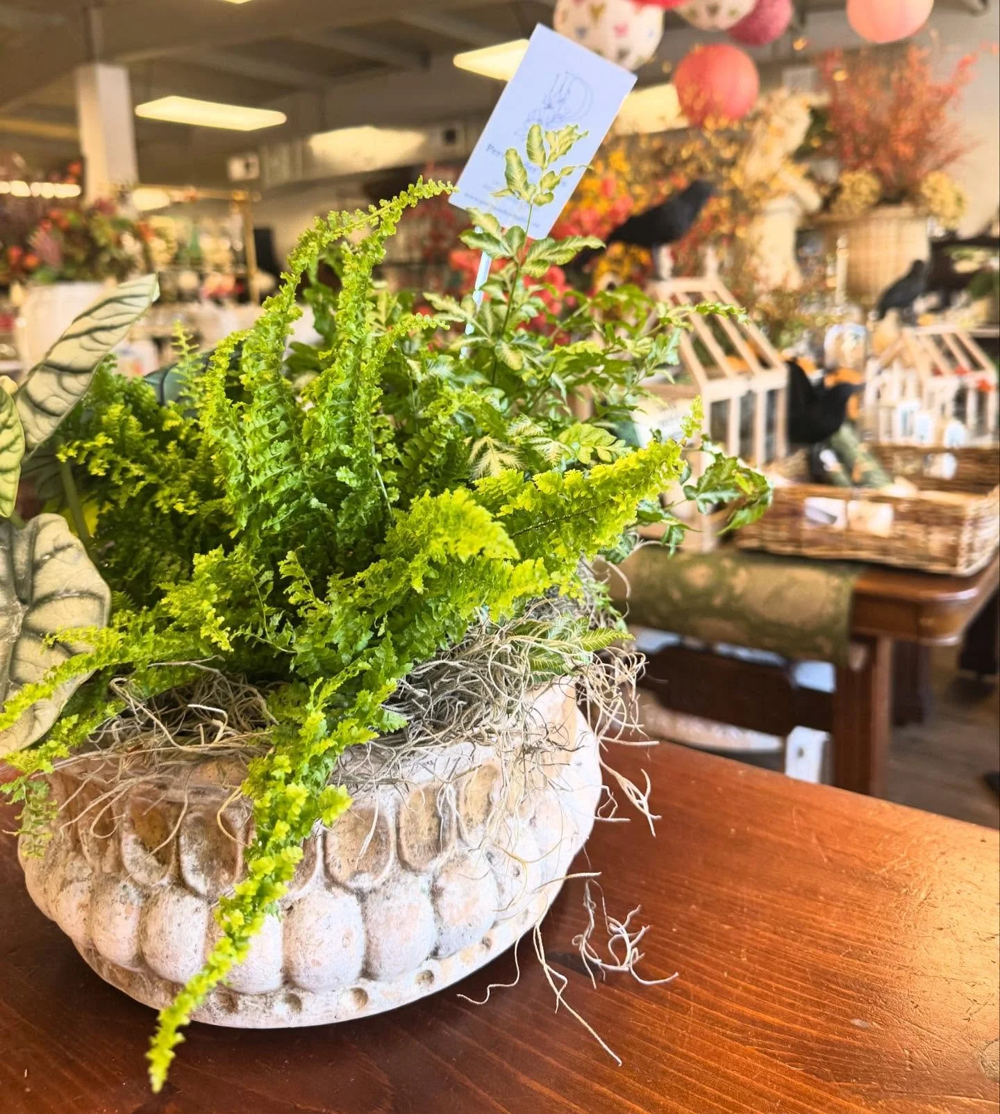 What is not to love about a lush plant composition?! Great way to add a little color in your home or to send to a friend for any of life&rsquo;s occasions.