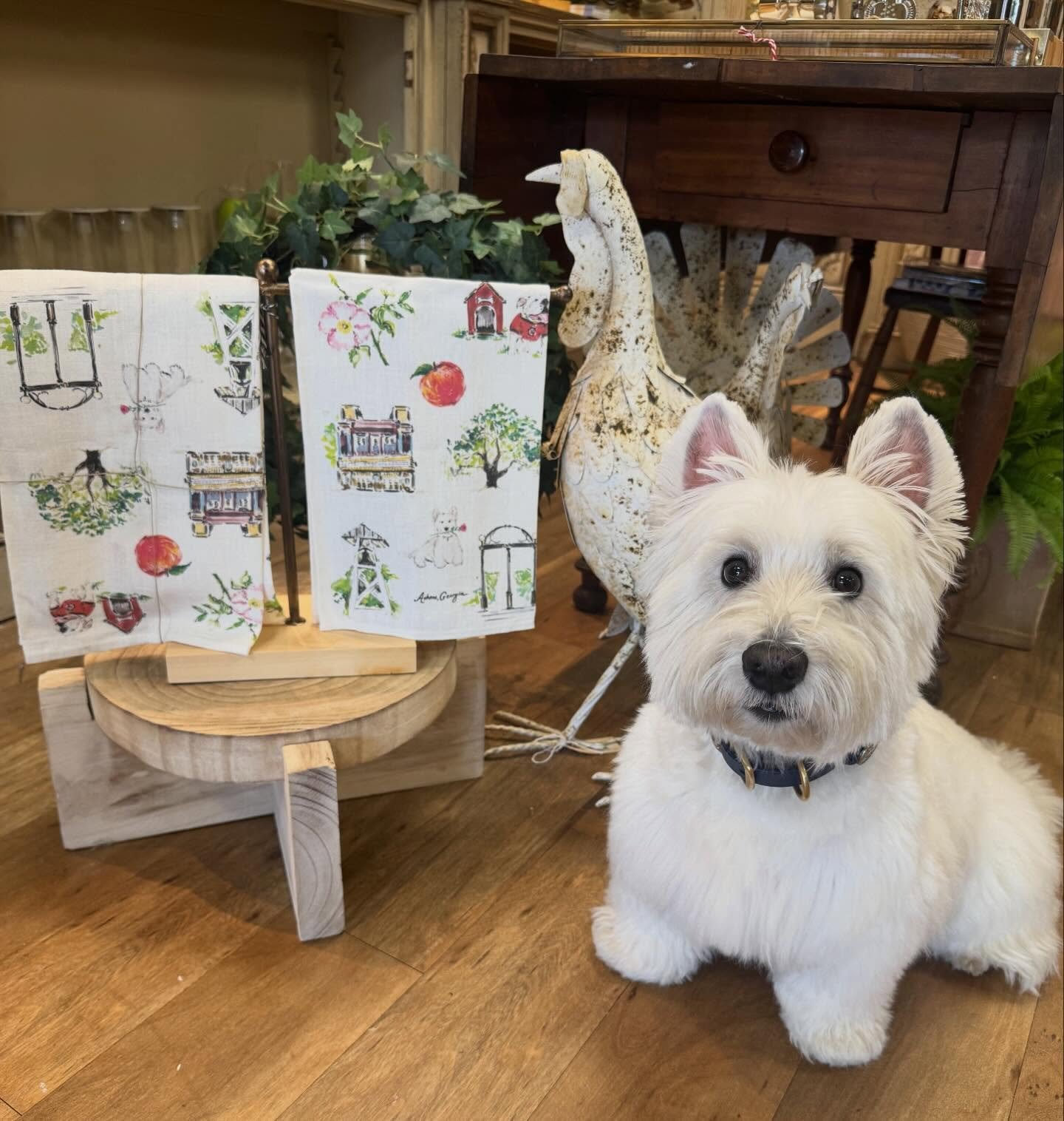 Everyone&rsquo;s favorite towel is BACK IN STOCK! Designed in Savannah, a beautiful nod to Athens, and everyone&rsquo;s favorite little furry pup - pair it with a bottle of wine or a fun accessory for a truly unique gift!