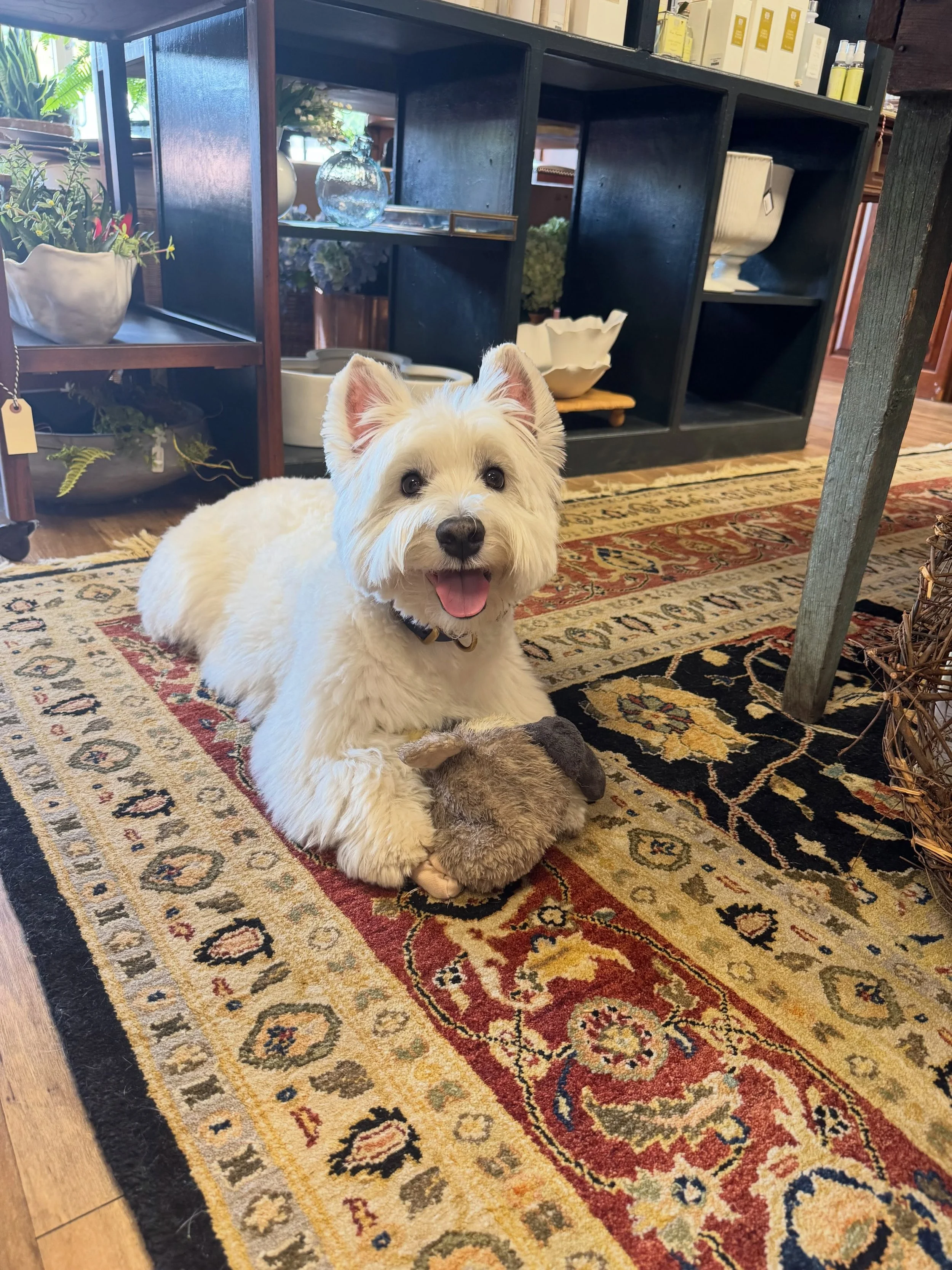 According to Jackson, every day is National Dog Day! 

But really&hellip;we couldn&rsquo;t let this day go by without recognizing Perryander Studio&rsquo;s most important member of our team! 

We love him dearly and he&rsquo;s always happy to greet y