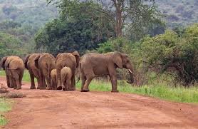 elephants.jpeg
